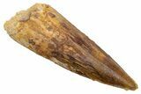 Fossil Spinosaurus Tooth - Real Dinosaur Tooth #226373-1